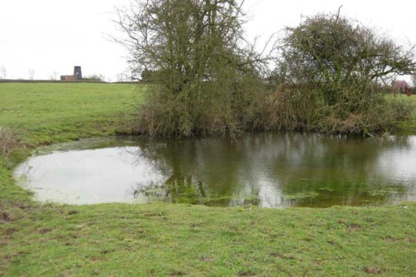 Great Gidding Pond Survey