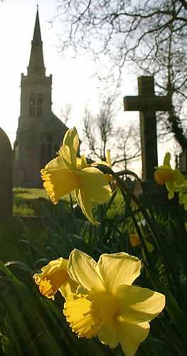 Daffodils in the graveyard, St Michael's