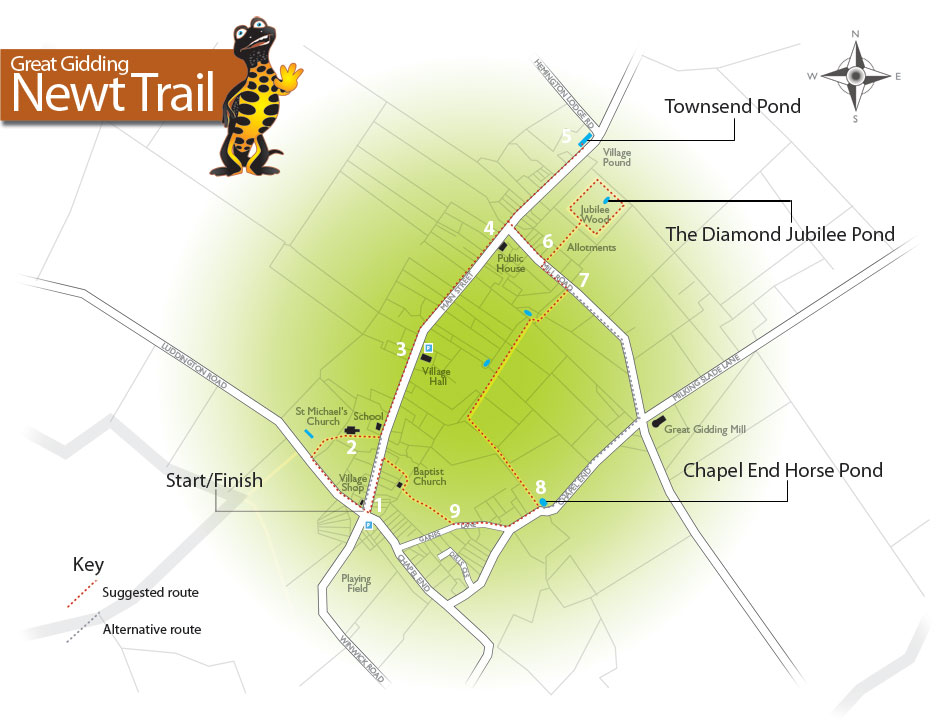 Great Gidding Newt Trail