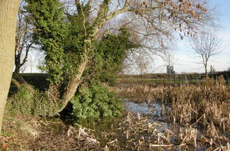 Townsend Pond before restoration