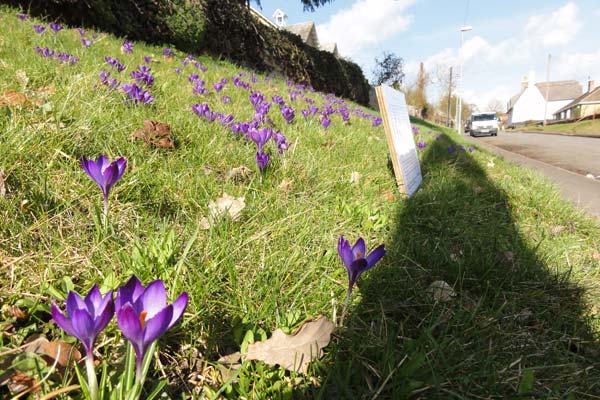 Polio charity crocuses outside St Michael's Church Great Gidding