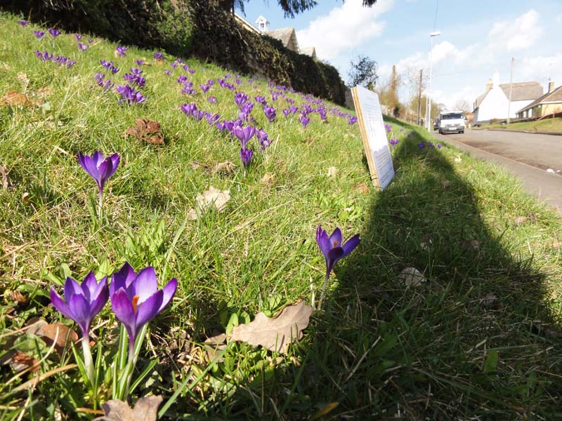 Polio and the ‘Purple Pinky’ and crocuses in front of the church