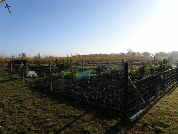 allotments are in full production