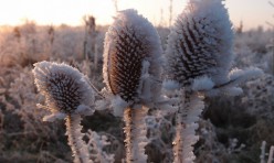 Frosted teasels