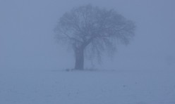 Oak tree beyond the brook