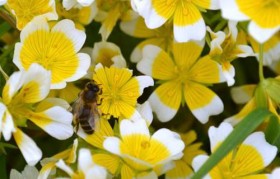 'poached egg plant' Limnanthes douglasii] which the bees love and everyone should grow to encourage pollinators into their garden!