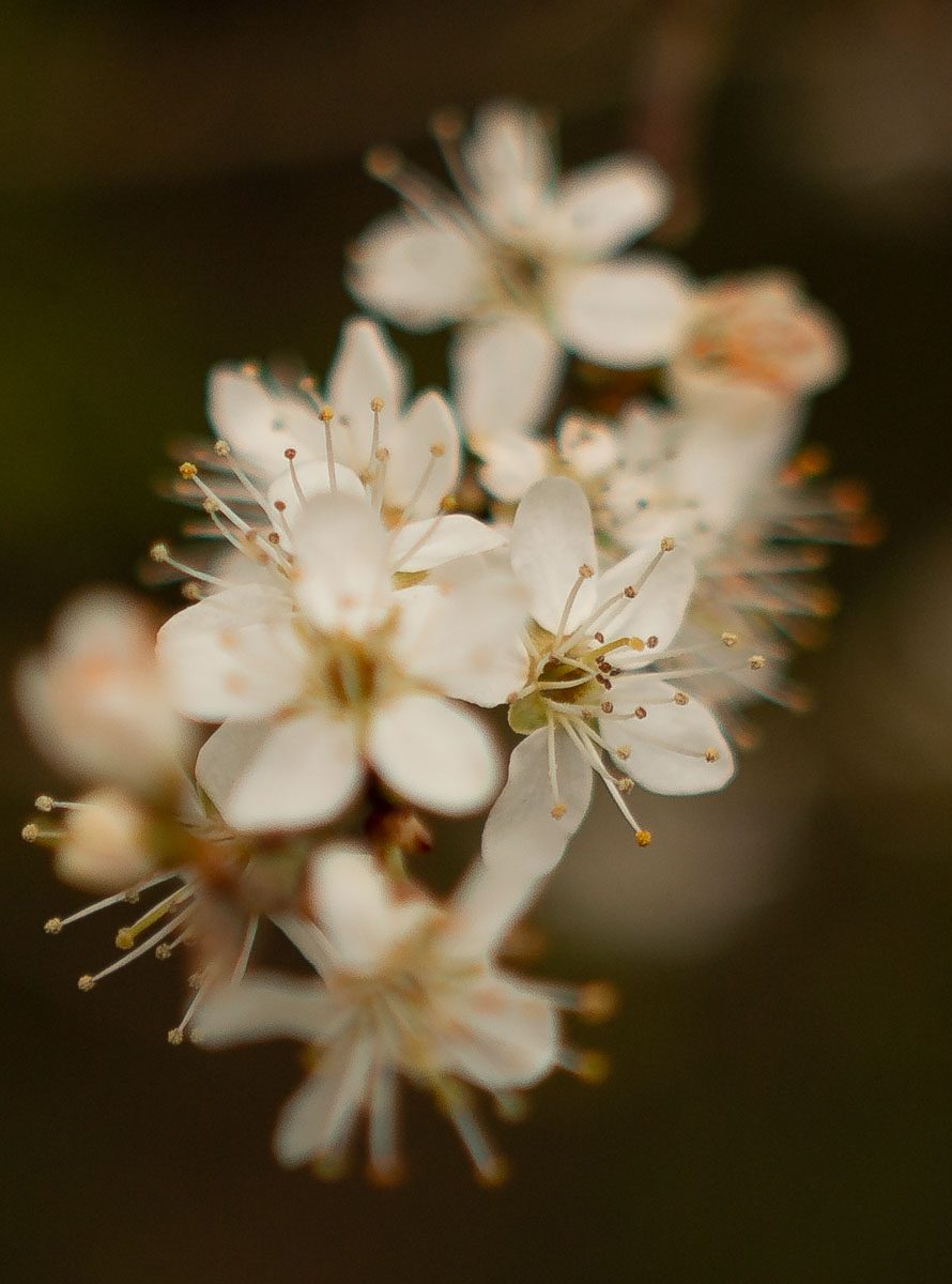 Blossom - Jubilee Wood - Great Gidding