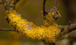 Lichen in Jubilee Wood