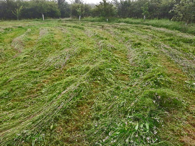 Hay making in Jubilee Wood
