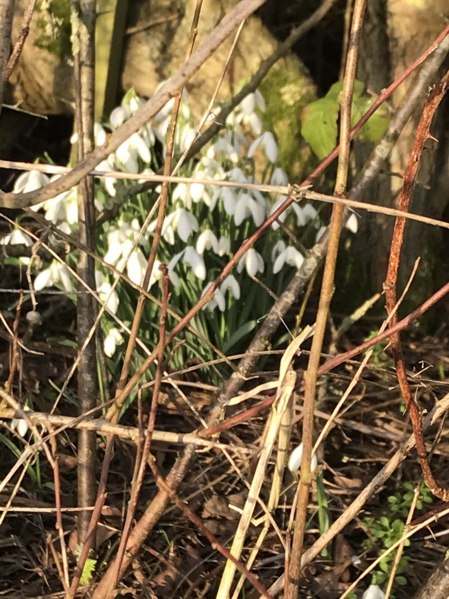 Snowdrops in Jubilee Wood