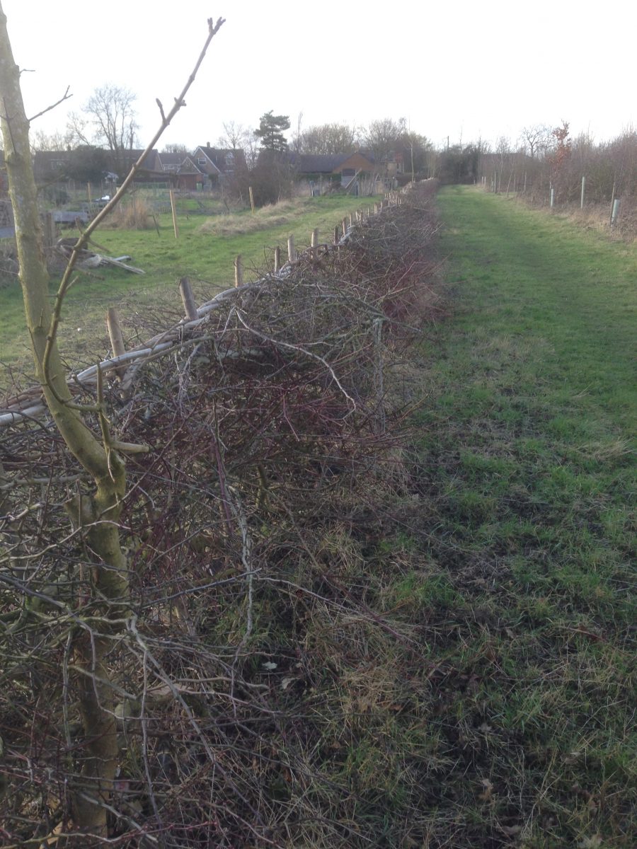Hedge between Allotments and Wood 2020
