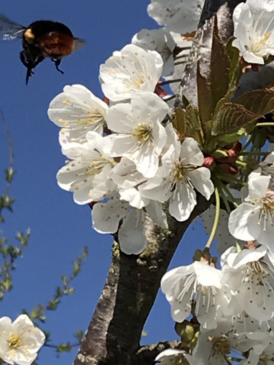 Cherry blossom and bumble bee April 2020 Jubilee Wood