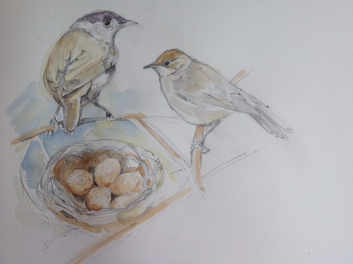 Watercolour of male and female Blackcap birds and nest of eggs