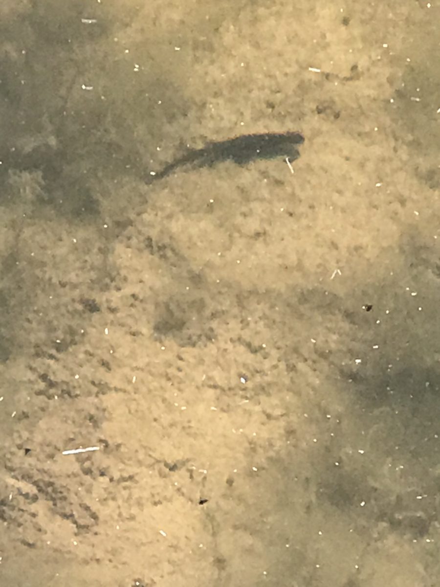Murky photo of Great Crested Newt April 2020