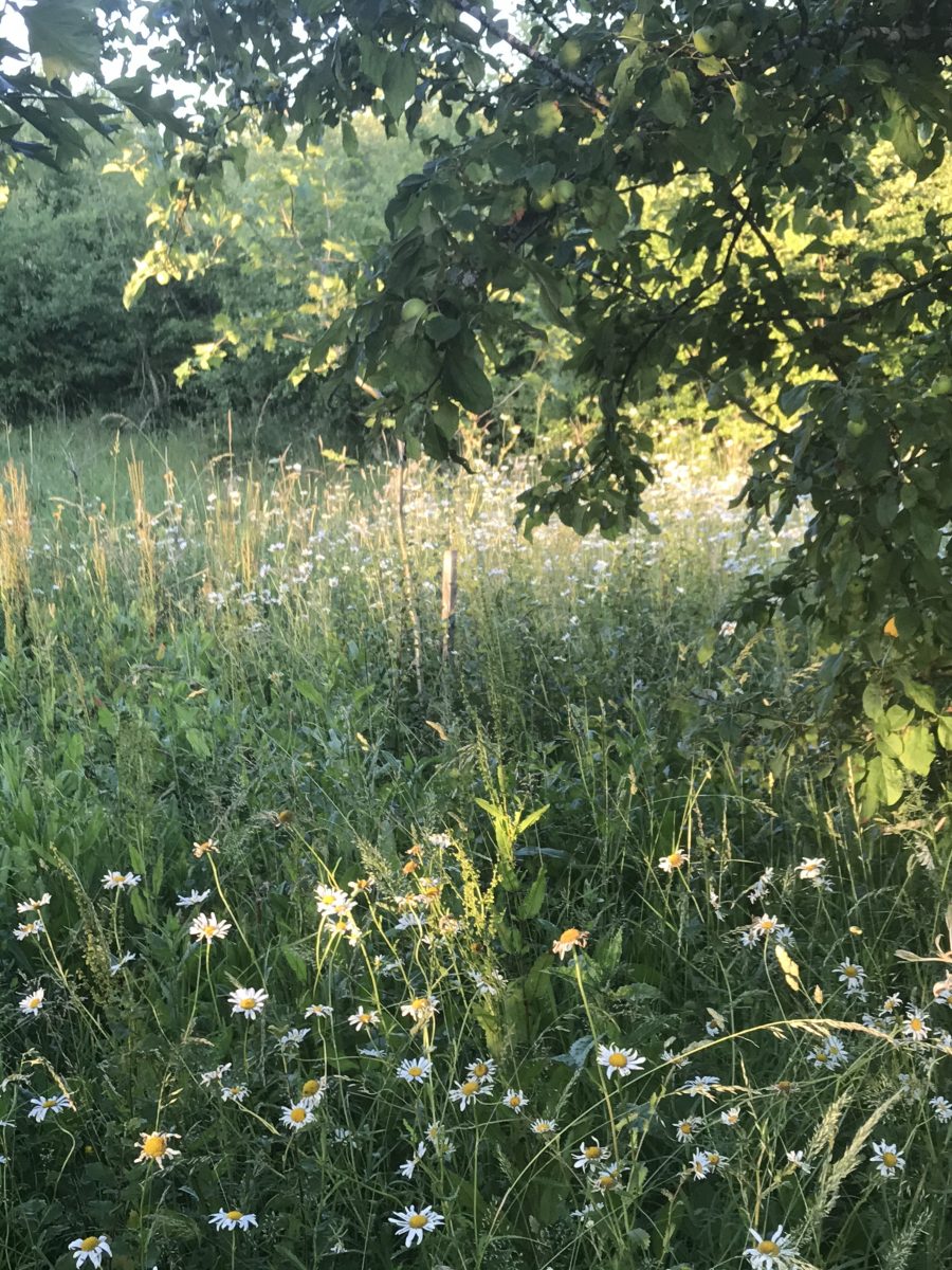 Afternoon  sunlight  on white daisies, Jubilee wood June 2020