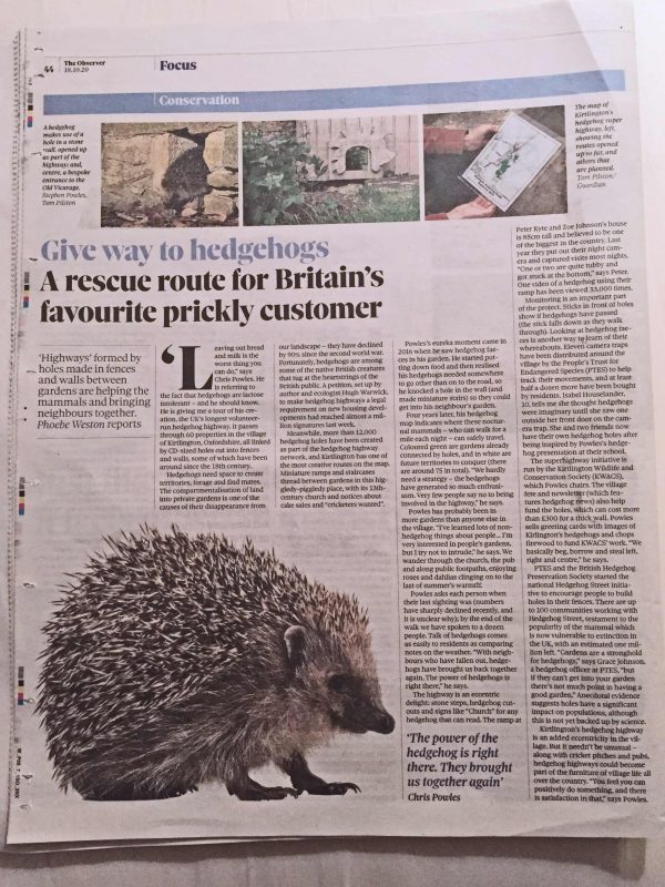 Hedgehog article in The Observer
