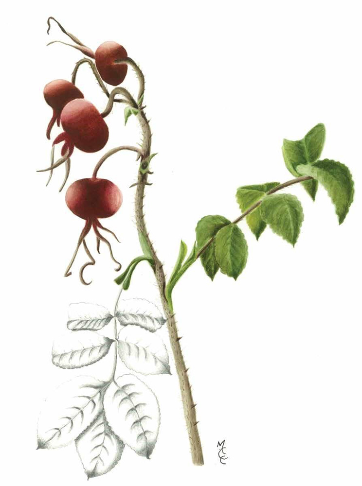 Gidding Christmas Cornucopia 2021 -  Botanical Paintings of Flowers, Fruits and Vegetables by  Maggie Eaton