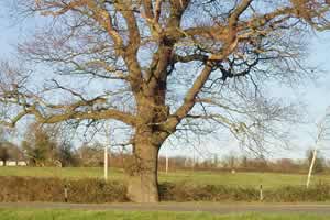 Oak at Oak Tree Corner