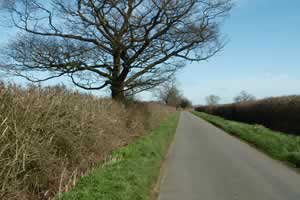 Oak between Thurning and Clopton