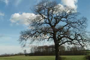 Oak tree on the way to Hemington