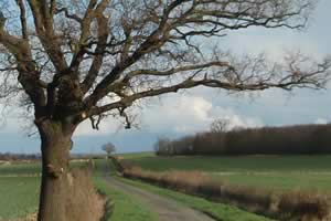 Oak tree between Winwick and Hamerton