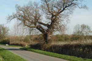 Oak tree at Morbourne Hill