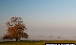 Little Gidding morning mist