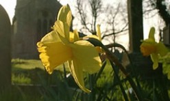 Daffodils in the graveyard, St Michael's