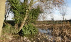 Townsend Pond before restoration