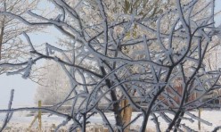 Haw frost, Great Gidding, February 2012