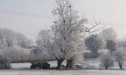 Haw frost, Great Gidding, February 2012