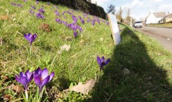 Polio and the ‘Purple Pinky’ and crocuses in front of the church