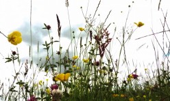 Grass Meadow flowers
