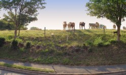 Cows on Main Street, Great Gidding