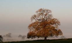 Morning mist, Little Gidding. Photo: Paul Skirrow