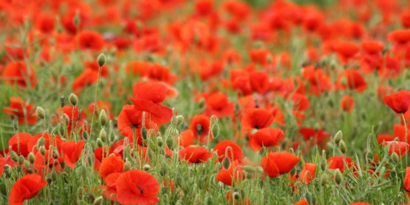 Remembrance: why poppies?