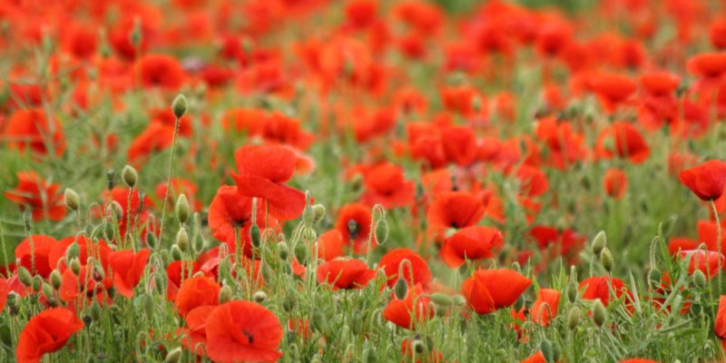 Remembrance service