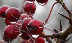 Winter Berries