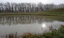 Pond in Jubilee Wood