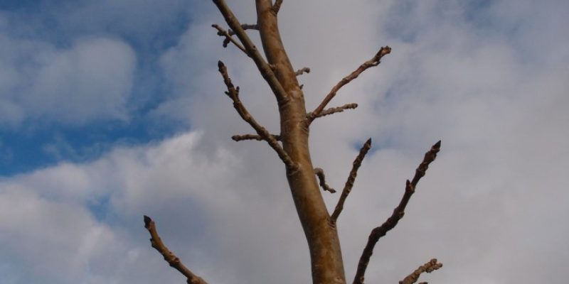 Ash Dieback Disease