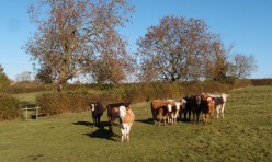 Views from the footpath