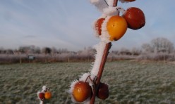 Frosted Malus