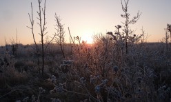 Winter view in the Jubilee Wood