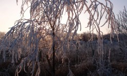 Freezing fog has left its mark