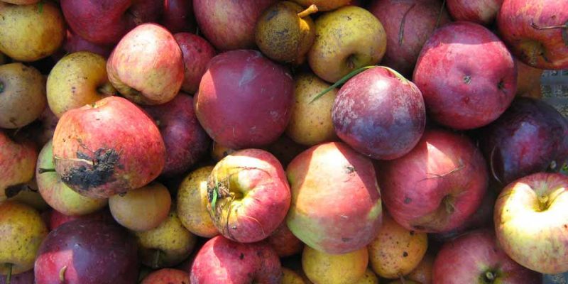 Apple Juicing Saturday