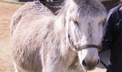 Donkey, Palm Sunday procession, Gidding