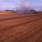 Harvest in Great Gidding