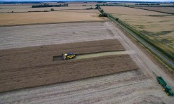 Rapeseed harvesting, Great Gidding 2015