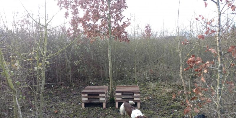 Jubilee Wood long term maintenance project