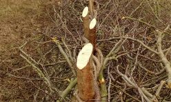 Hedge laying in the Jubilee Wood